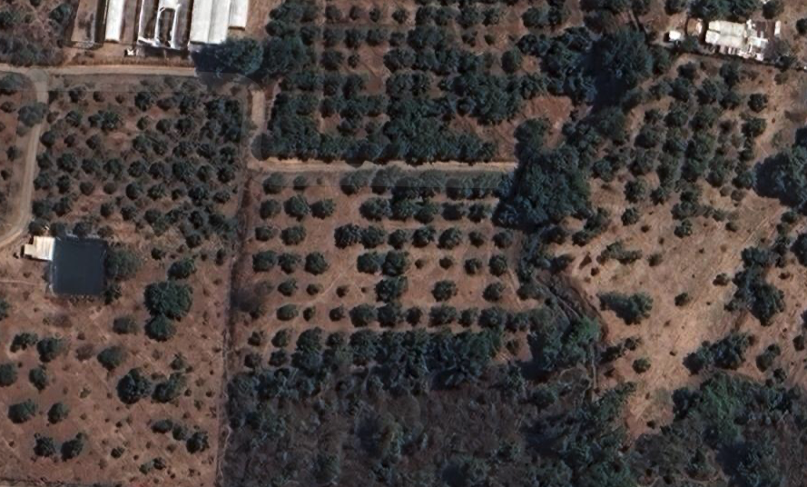 Huerta de Aguacate en Venta – Zitácuaro, Michoacán